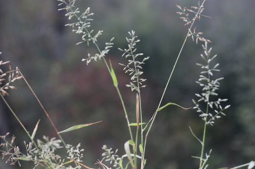 Eragrostis minor (Azmelil) — photo
