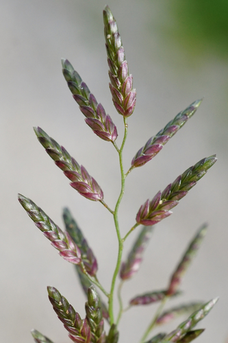Eragrostis minor (Azmelil) — photo