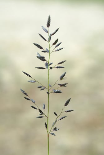 Eragrostis minor