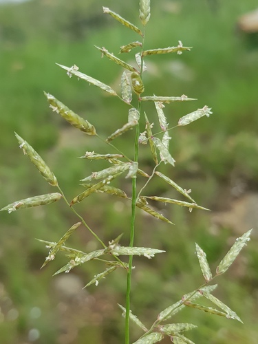 Eragrostis nindensis (Perennial love grass) — photo