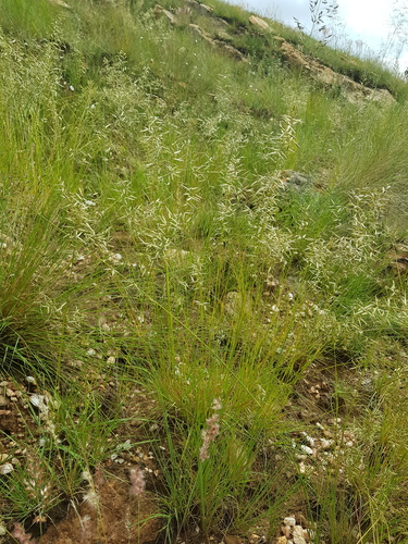 Eragrostis nindensis (Perennial love grass) — photo