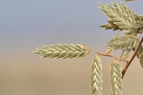 Eragrostis nindensis