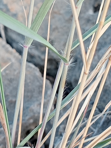 Eragrostis papposa — photo