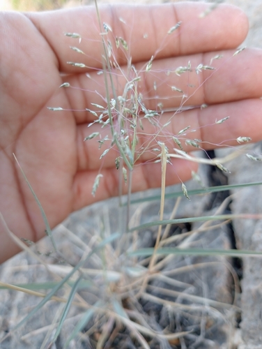 Eragrostis papposa — photo