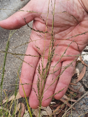 Eragrostis parviflora (Weeping lovegrass) — photo