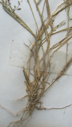 Eragrostis pectinacea — photo