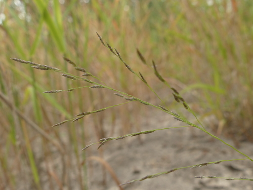 Eragrostis pectinacea