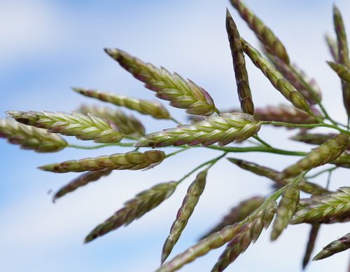 Eragrostis pilosa (Soft Lovegrass) — photo