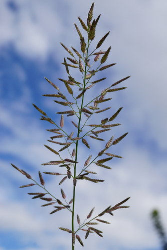 Eragrostis pilosa (Soft Lovegrass) — photo