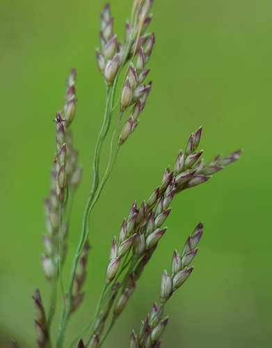 Eragrostis pilosa