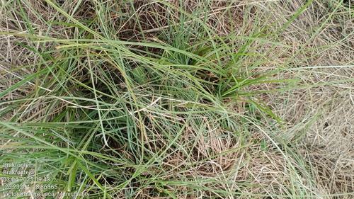 Eragrostis plana (Ox grass) — photo