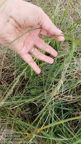 Eragrostis plana (Ox grass) — photo
