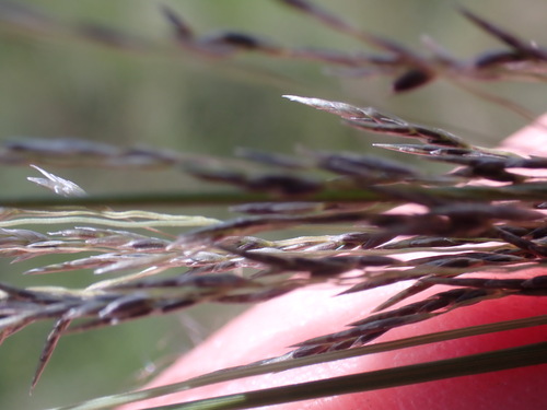 Eragrostis planiculmis — photo