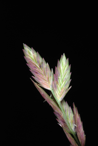 Eragrostis secundiflora (Red lovegrass) — photo