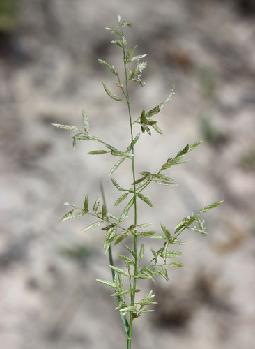 Eragrostis setifolia (Narrow leaf Neverfail Grass) — photo