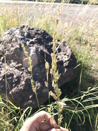 Eragrostis superba — photo
