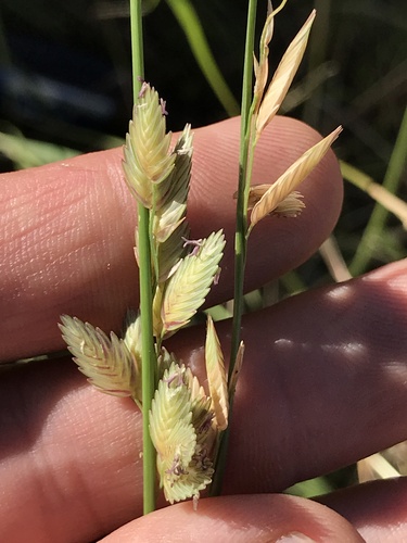 Eragrostis superba — photo