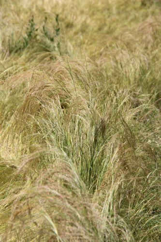 Eragrostis tef (Teff) — photo