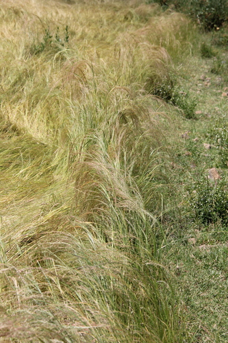 Eragrostis tef (Teff) — photo