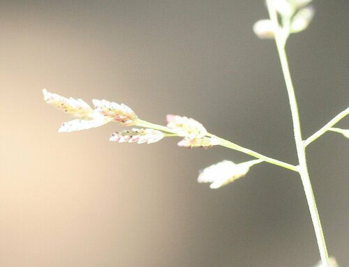 Eragrostis tenellula (Kerosene grass) — photo