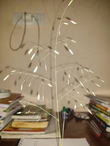 Eragrostis tremula — photo