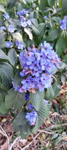 Eranthemum pulchellum (Blue sage) — photo