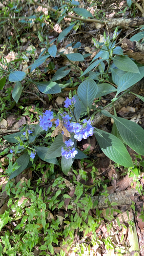 Eranthemum pulchellum (Blue sage) — photo