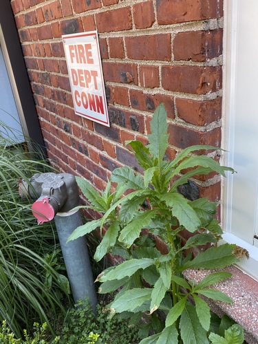 Erechtites hieraciifolius (Fireweed) — photo