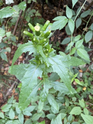 Erechtites hieraciifolius