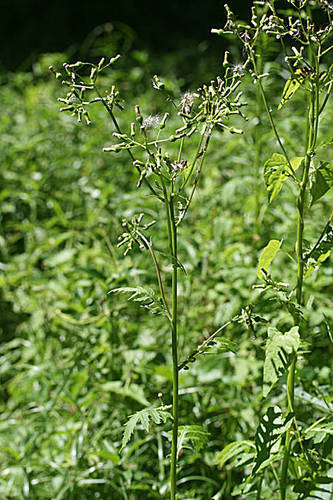 Erechtites valerianifolius (Brazilian fire-weed) — photo