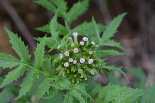 Erechtites valerianifolius (Brazilian fire-weed) — photo