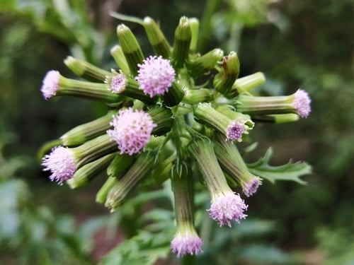 Erechtites valerianifolius