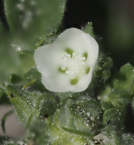 Eremalche exilis (White mallow) — photo