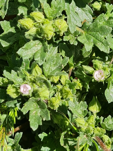 Eremalche exilis (White mallow) — photo