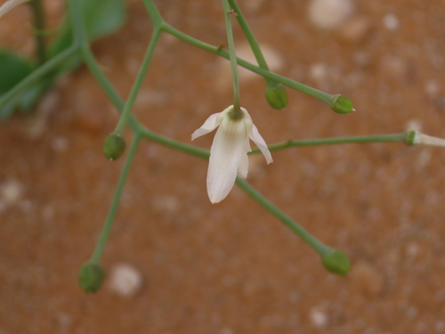 Eremiolirion amboense (Desert snowdrop) — photo