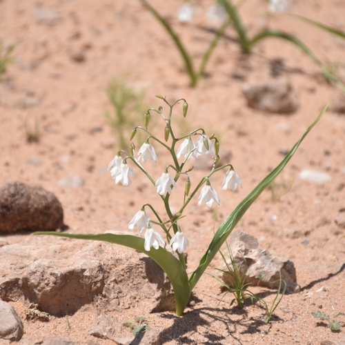 Eremiolirion amboense