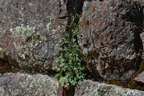 Eremocharis triradiata — photo