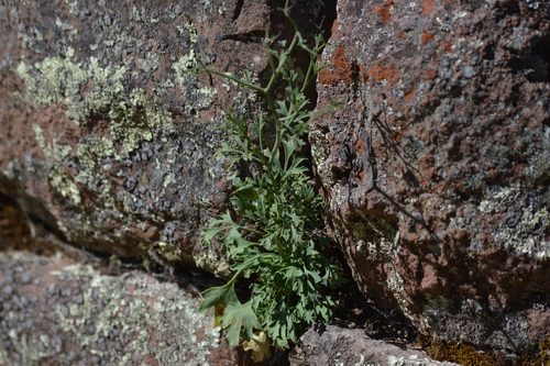 Eremocharis triradiata — photo