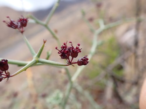 Eremocharis triradiata