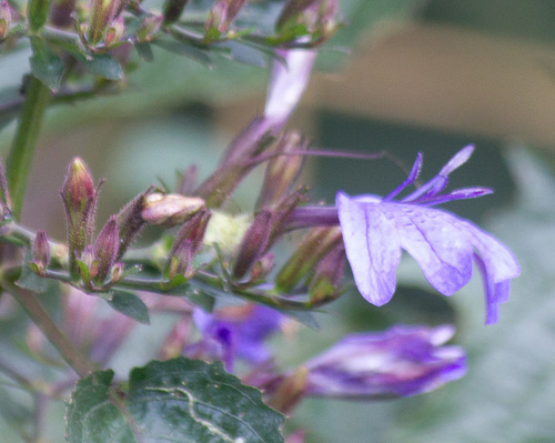 Eremomastax speciosa — photo