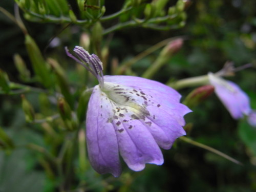 Eremomastax speciosa
