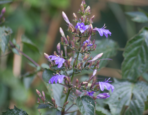 Eremomastax speciosa — photo