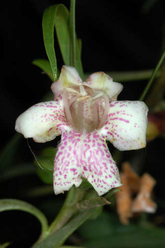 Eremophila bignoniiflora (Bignonia emu bush) — photo