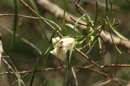 Eremophila bignoniiflora