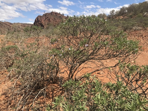 Eremophila freelingii (Limestone Fuchsia) — photo