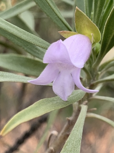 Eremophila freelingii