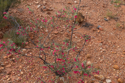 Eremophila latrobei (Crimson Turkey Bush) — photo