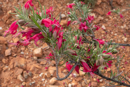 Eremophila latrobei (Crimson Turkey Bush) — photo