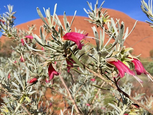 Eremophila latrobei