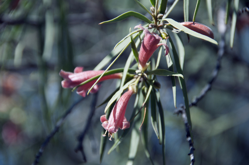 Eremophila longifolia (Emu bush) — photo